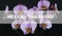 海信手机图片（海信手机的图片）